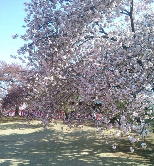 新宿御苑「さくら」